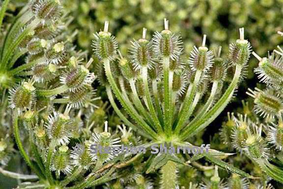 daucus carota 5 graphic